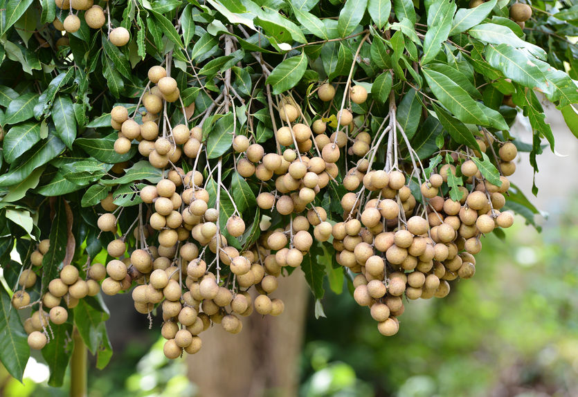 KỸ THUẬT BÓN PHÂN CHO CÂY NHÃN