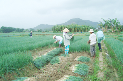 Kỹ thuật bón phân cho cây Hành