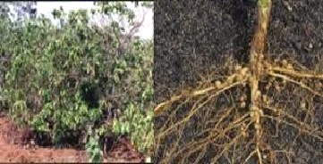 Trừ tuyến trùng hại rễ trên cây Cà Phê