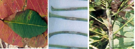 Trừ bệnh rụng lá CORYNESPORA trên cây Cao Su