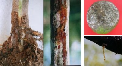 Trừ bệnh thối cổ rễ, nứt thân chảy nhựa, thối trái trên nhóm cây có múi