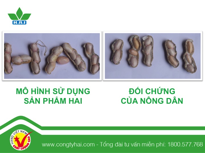 Mô Hình Thử Nghiệm Sản Phẩm Nông Dược HAI Trên Cây Đậu Phộng