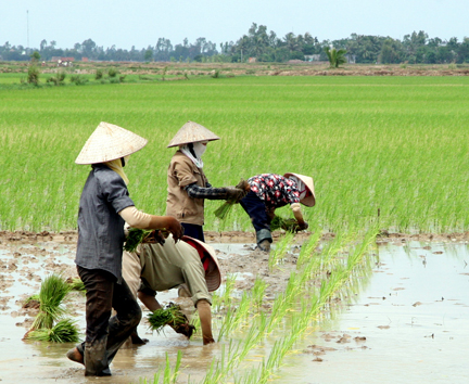 Thời tiết thất thường coi chừng sâu hại trên lúa