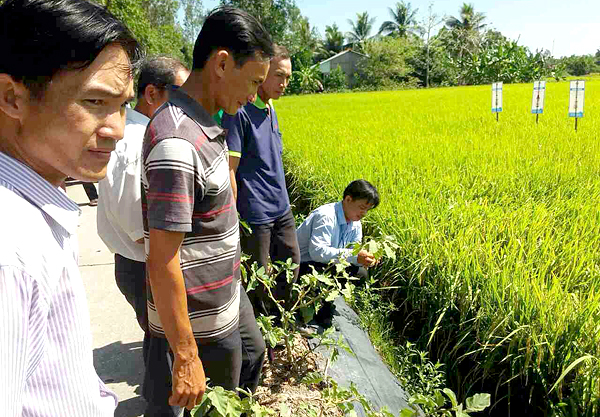 HAI Bắt Tay Đối Tác Ngoại Đẩy Mạnh Khuyến Nông Phòng Trừ Sâu Bệnh