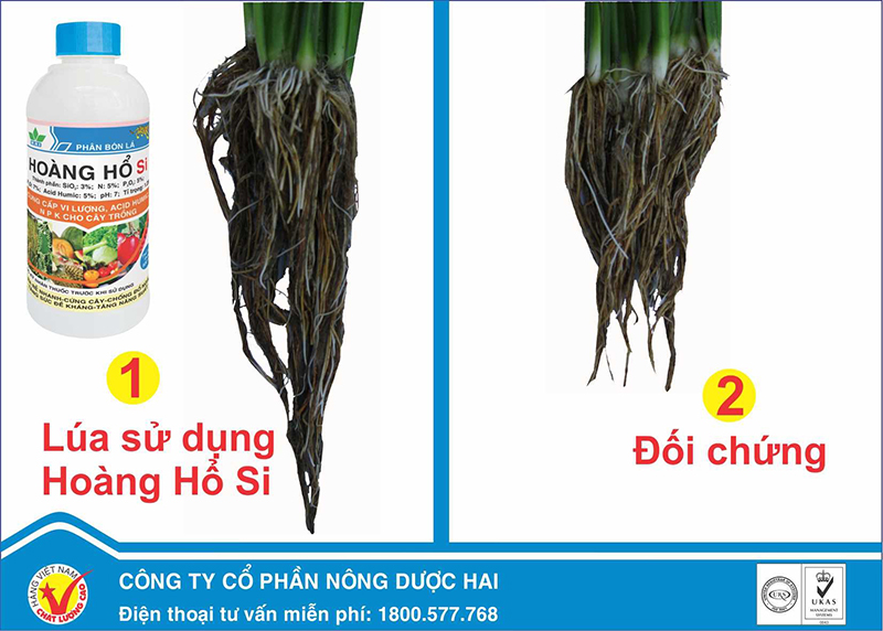 Hoàng Hổ Si: Giải Pháp Hạn Chế Đổ Ngã Cho Cây Lúa Trong Mùa Mưa Bão