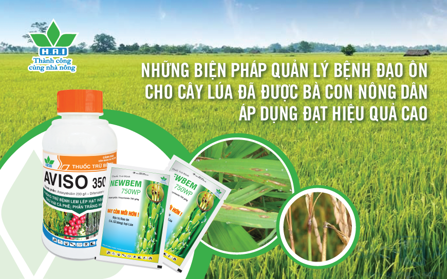 NHỮNG BIỆN PHÁP QUẢN LÝ BỆNH ĐẠO ÔN CHO CÂY LÚA ĐÃ ĐƯỢC BÀ CON NÔNG DÂN ÁP DỤNG ĐẠT HIỆU QUẢ CAO