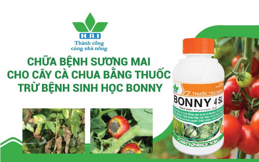 NHẬN BIẾT BỆNH SƯƠNG MAI TRÊN CÂY CÀ CHUA VÀ GIẢI PHÁP CHỮA TRỊ