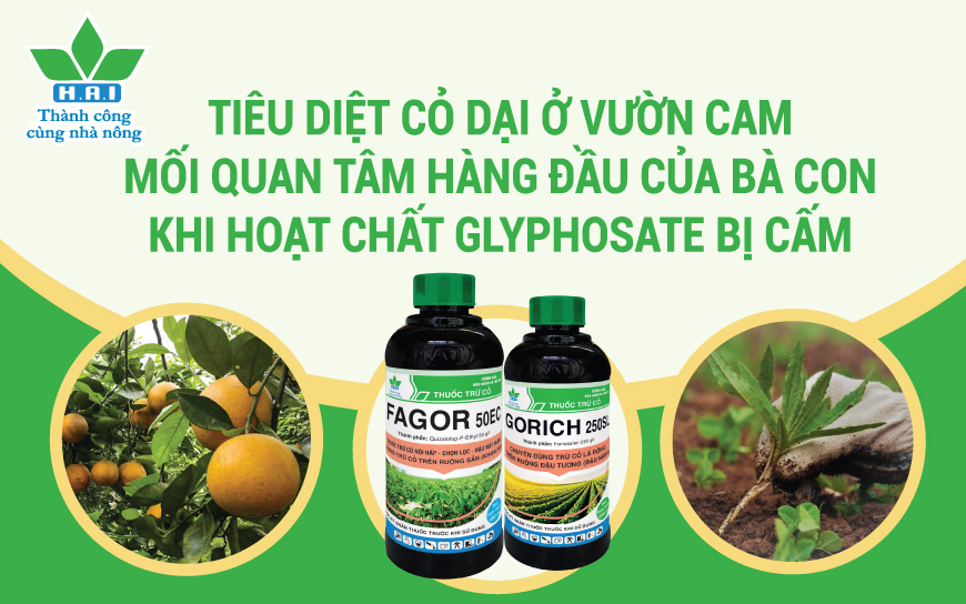 TIÊU DIỆT CỎ DẠI Ở VƯỜN CAM - MỐI QUAN TÂM HÀNG ĐẦU CỦA BÀ CON KHI HOẠT CHẤT GLYPHOSATE BỊ CẤM!!!