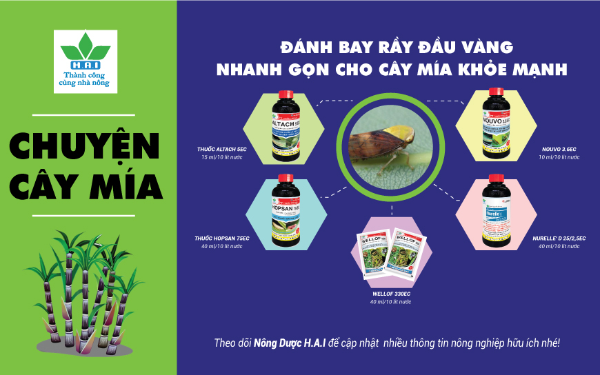 ĐÁNH BAY RẦY ĐẦU VÀNG NHANH GỌN CHO CÂY MÍA KHỎE MẠNH