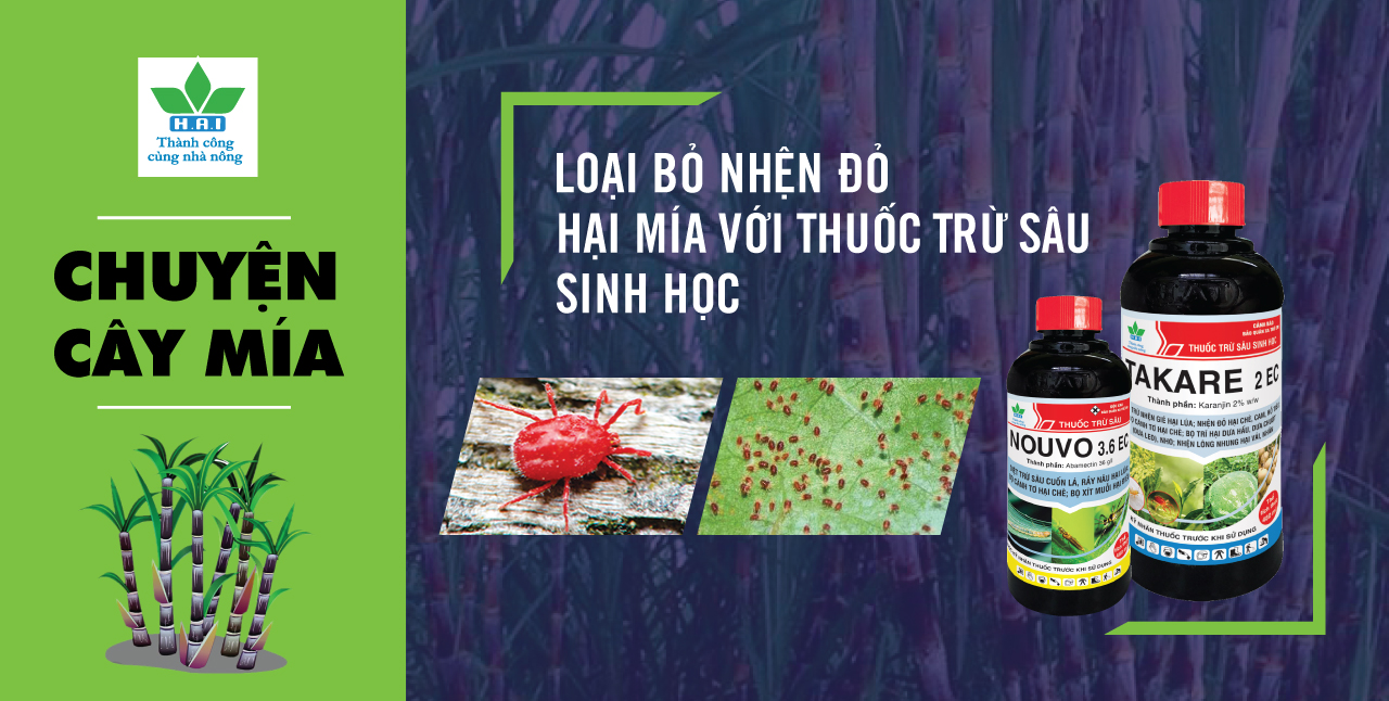 LOẠI BỎ NHỆN ĐỎ HẠI MÍA VỚI THUỐC TRỪ SÂU SINH HỌC