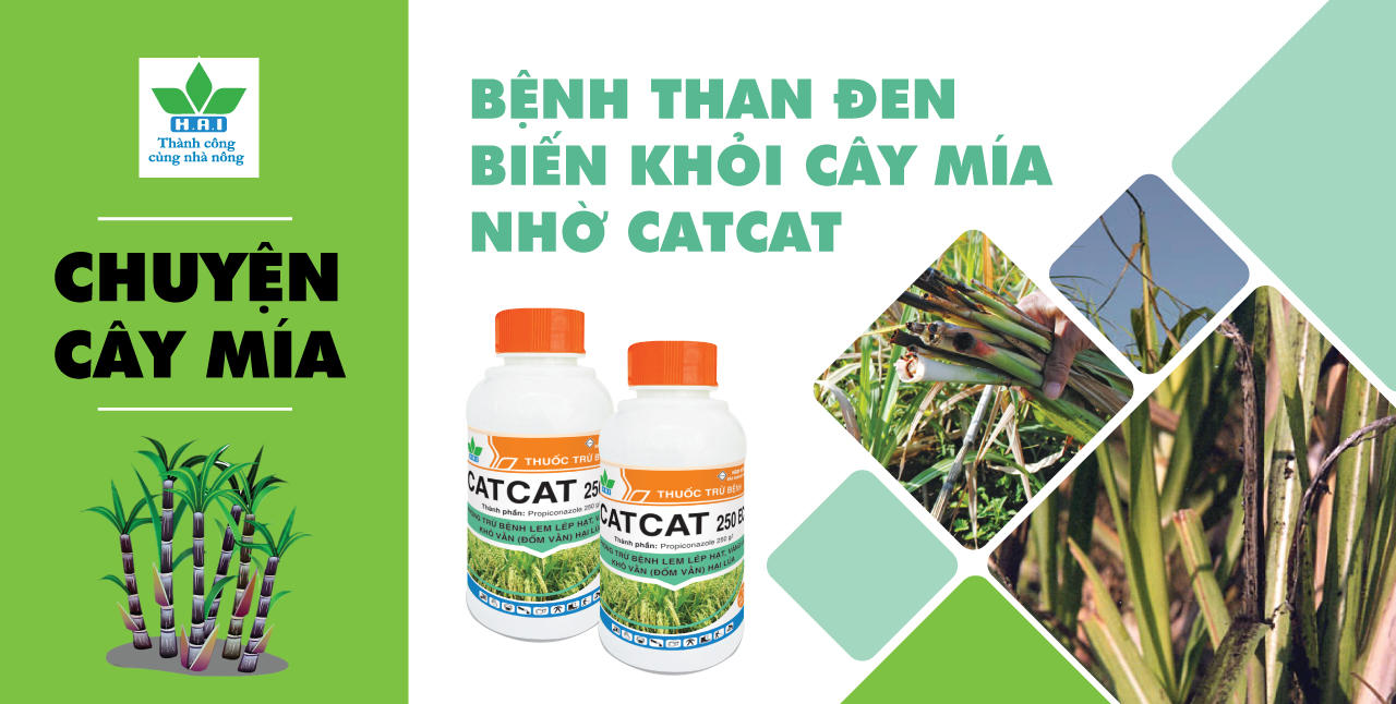 BỆNH THAN ĐEN BIẾN KHỎI CÂY MÍA NHỜ CATCAT 250EC