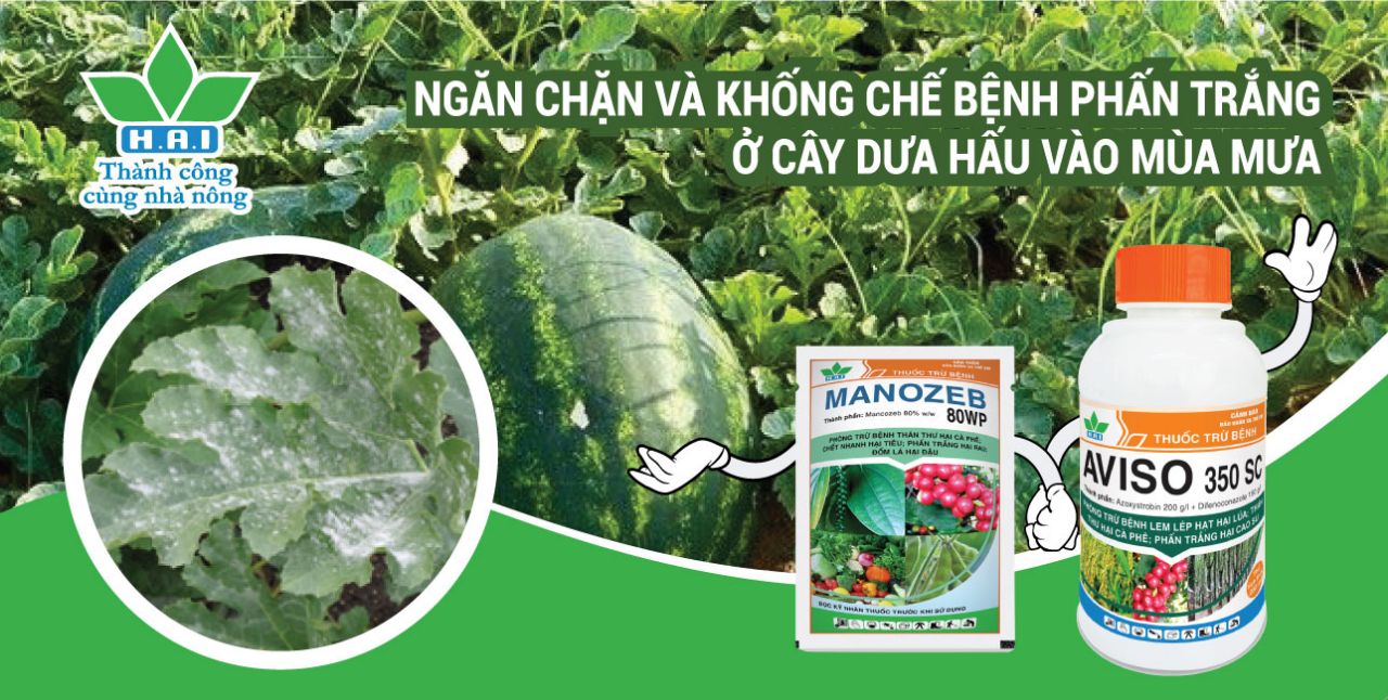 NGĂN CHẶN VÀ KHỐNG CHẾ BỆNH PHẤN TRẮNG TRÊN CÂY DƯA HẤU VÀO MÙA MƯA