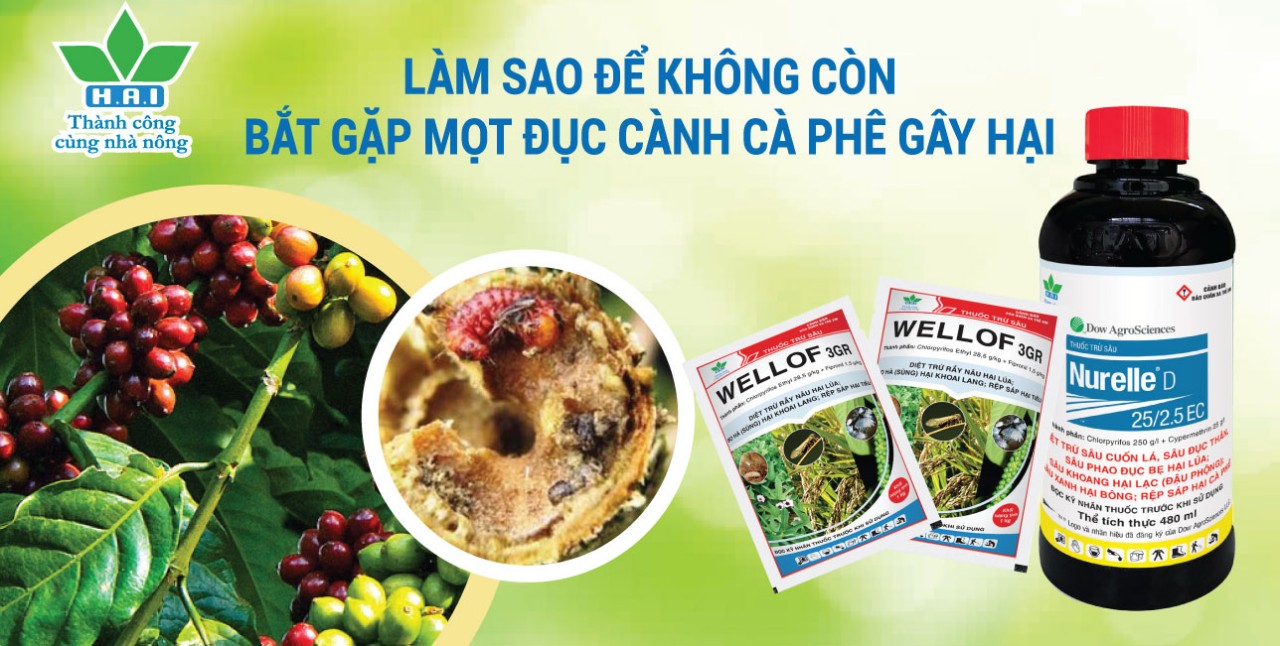 LÀM SAO ĐỂ KHÔNG CÒN BẮT GẶP MỌT ĐỤC CÀNH CÀ PHÊ GÂY HẠI?