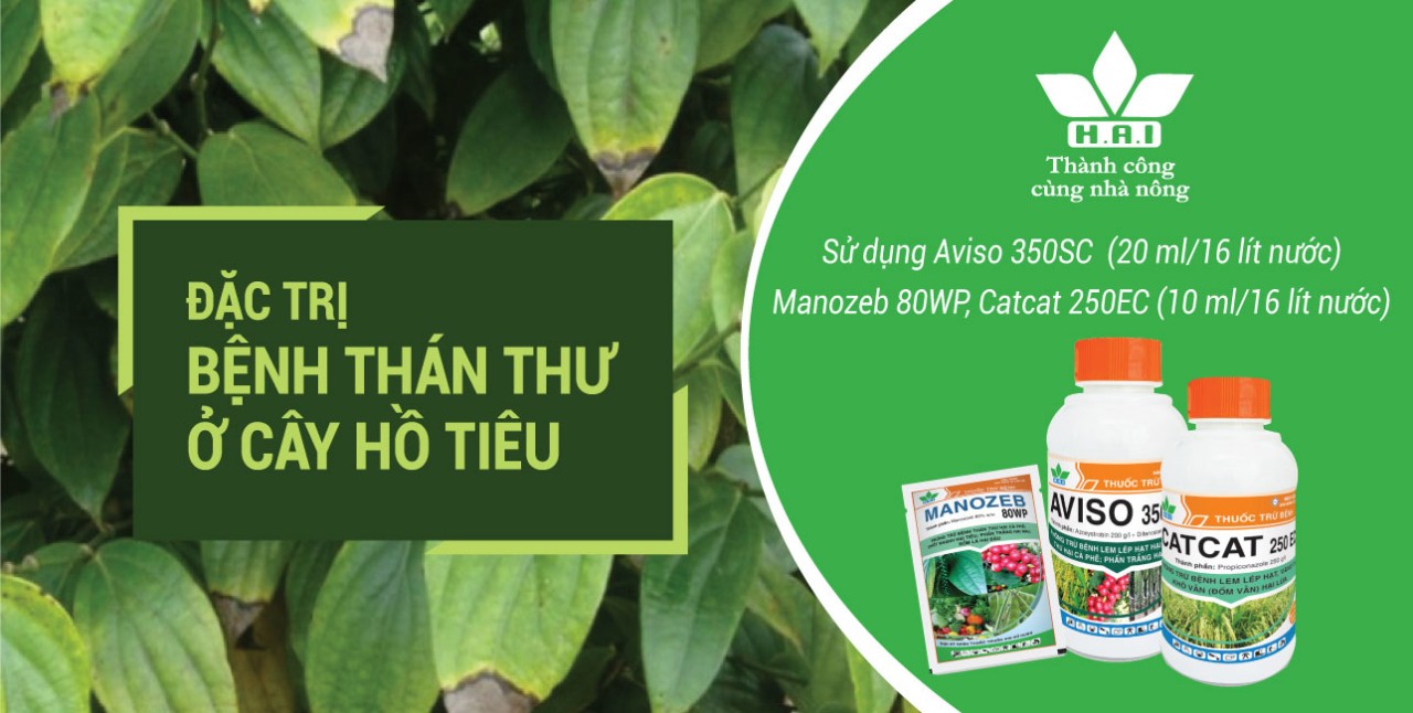 ĐẶC TRỊ BỆNH THÁN THƯ Ở CÂY HỒ TIÊU