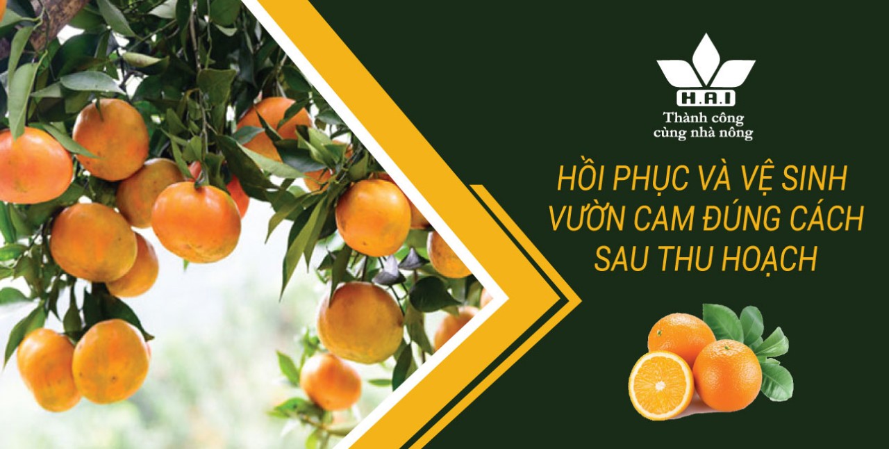 HỒI PHỤC VÀ VỆ SINH VƯỜN CAM ĐÚNG CÁCH SAU THU HOẠCH