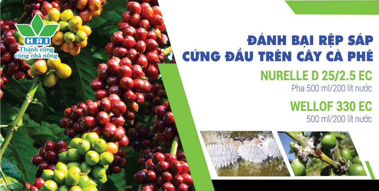 ĐÁNH BẠI RỆP SÁP CỨNG ĐẦU TRÊN CÂY CÀ PHÊ