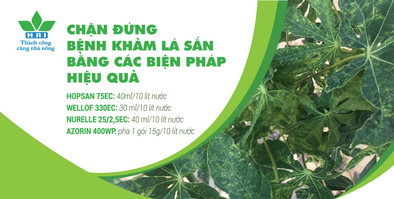 CHẶN ĐỨNG BỆNH KHẢM LÁ SẮN BẰNG CÁC BIỆN PHÁP HIỆU QUẢ