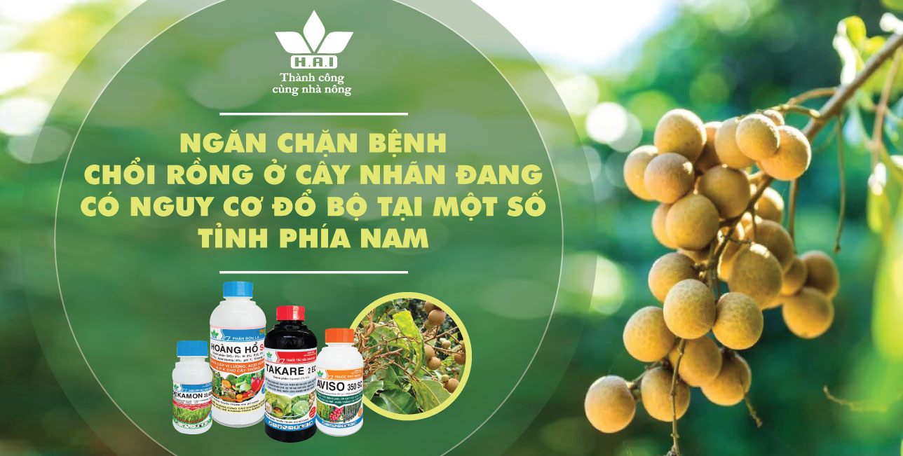 NGĂN CHẶN BỆNH CHỔI RỒNG Ở CÂY NHÃN ĐANG CÓ NGUY CƠ ĐỔ BỘ TẠI MỘT SỐ TỈNH PHÍA NAM.