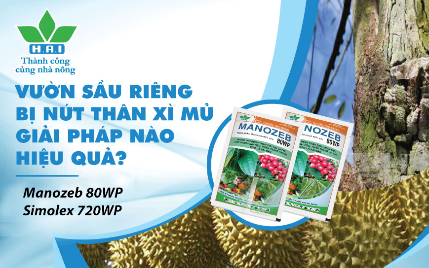 VƯỜN SẦU RIÊNG BỊ NỨT THÂN XÌ MỦ, GIẢI PHÁP NÀO HIỆU QUẢ?