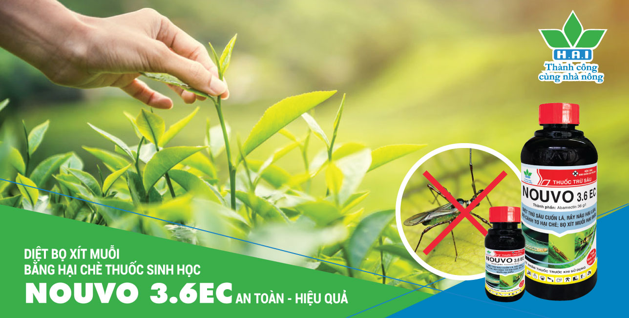 DIỆT BỌ XÍT MUỖI BẰNG HẠI CHÈ THUỐC SINH HỌC NOUVO 3.6EC AN TOÀN - HIỆU QUẢ