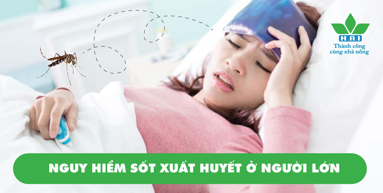 NGUY HIỂM SỐT XUẤT HUYẾT Ở NGƯỜI LỚN