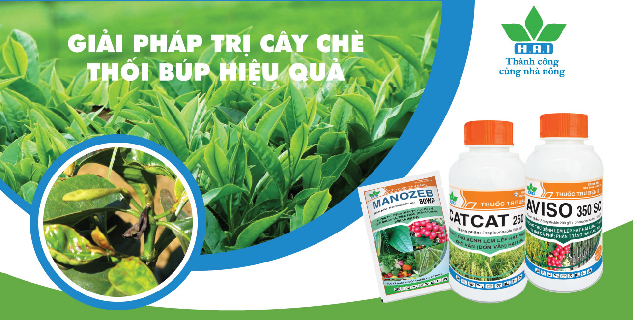 GIẢI PHÁP TRỊ CÂY CHÈ THỐI BÚP HIỆU QUẢ