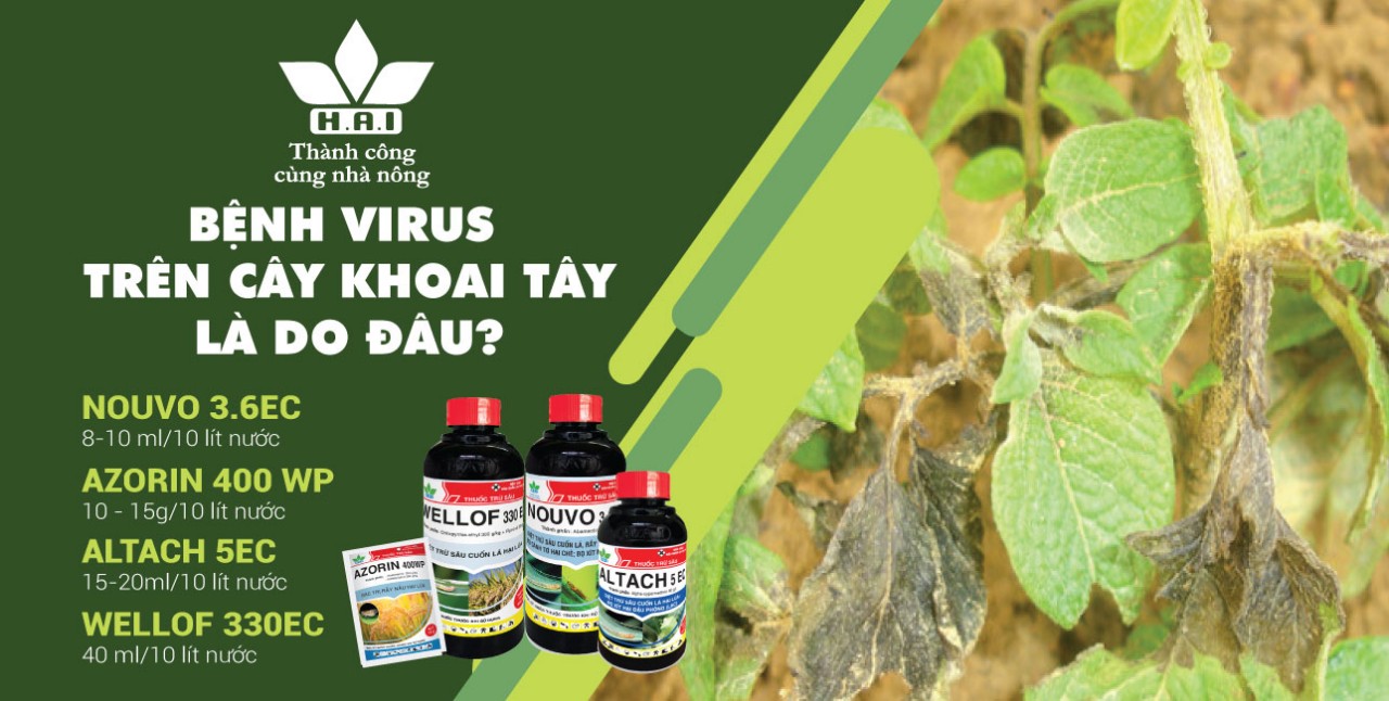 BỆNH VIRUS TRÊN CÂY KHOAI TÂY LÀ DO ĐÂU?