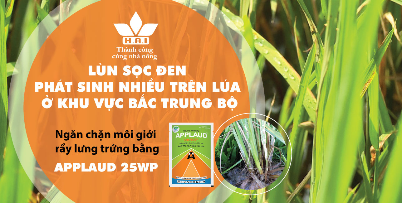 LÙN SỌC ĐEN PHÁT SINH NHIỀU TRÊN LÚA Ở KHU VỰC BẮC TRUNG BỘ