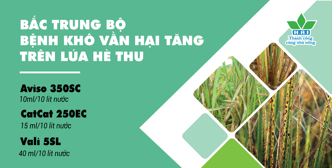 BẮC TRUNG BỘ BỆNH KHÔ VẰN HẠI TĂNG TRÊN LÚA HÈ THU