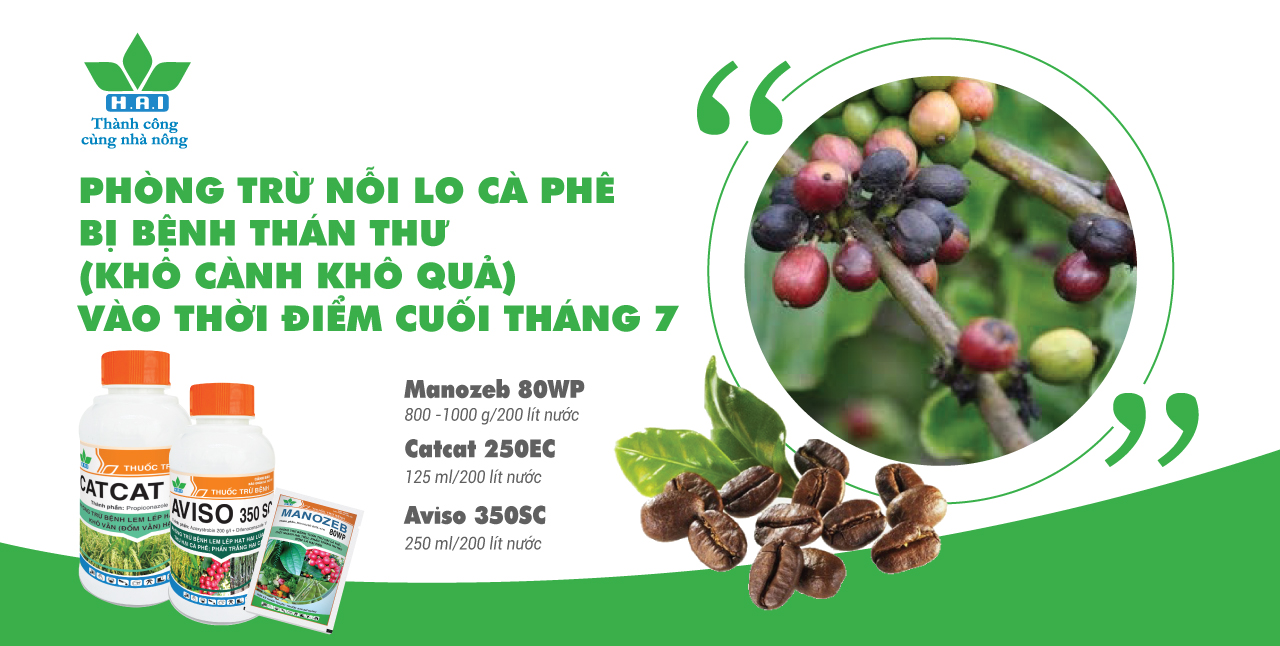 PHÒNG TRỪ NỖI LO CÀ PHÊ BỊ KHÔ CÀNH VÀO THỜI ĐIỂM CUỐI THÁNG 7