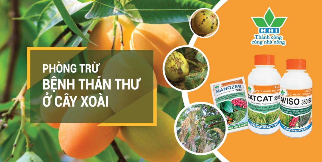 PHÒNG TRỪ BỆNH THÁN THƯ Ở CÂY XOÀI