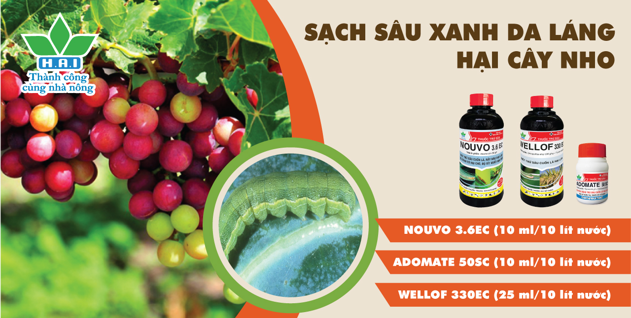 SẠCH SÂU XANH DA LÁNG HẠI CÂY NHO