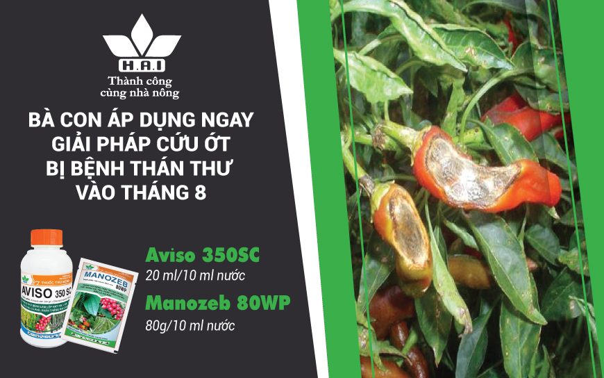 BÀ CON ÁP DỤNG NGAY GIẢI PHÁP CỨU ỚT BỊ BỆNH THÁN THƯ VÀO THÁNG 8