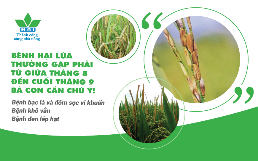 NHỮNG LOẠI BỆNH HẠI LÚA THƯỜNG GẶP PHẢI TỪ GIỮA THÁNG 8 ĐẾN CUỐI THÁNG 9 BÀ CON NÊN CHÚ Ý!