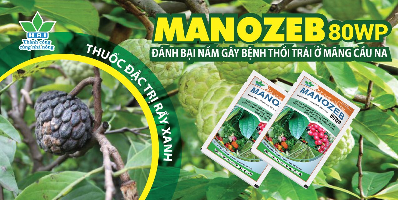 MANOZEB 80WP ĐÁNH BẠI NẤM GÂY BỆNH THỐI TRÁI Ở MÃNG CẦU NA