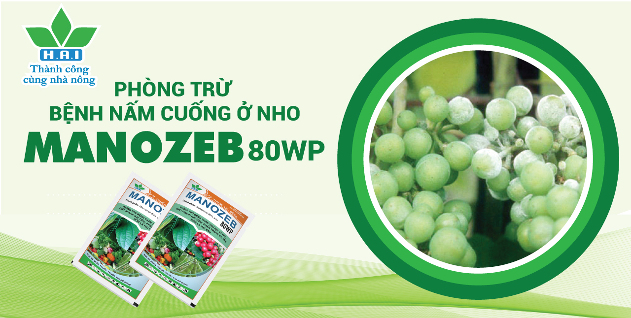 PHÒNG TRỪ BỆNH NẤM CUỐNG Ở NHO BẰNG MANOZEB 80WP