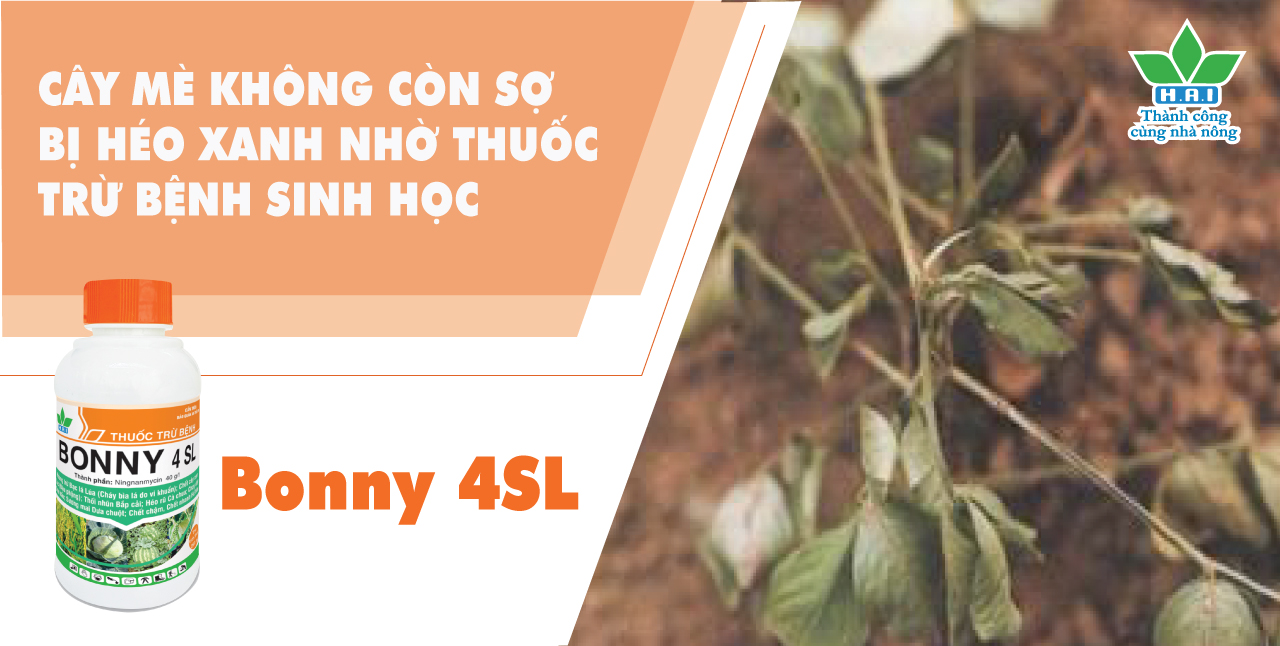 CÂY MÈ KHÔNG CÒN SỢ BỊ HÉO XANH NHỜ THUỐC TRỪ BỆNH SINH HỌC BONNY 4SL