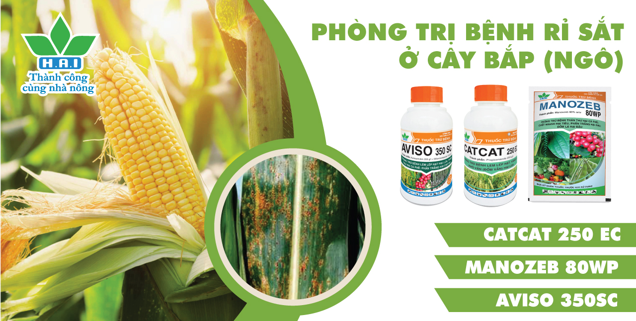 PHÒNG TRỊ BỆNH RỈ SẮT Ở CÂY BẮP (NGÔ)