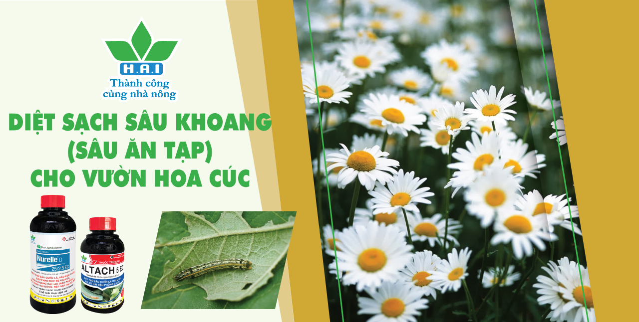 DIỆT SẠCH SÂU KHOANG (SÂU ĂN TẠP) CHO VƯỜN HOA CÚC