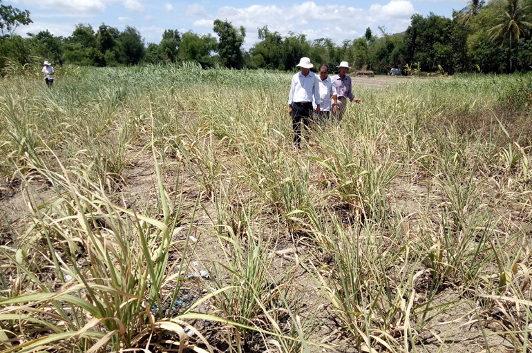 PHÚ YÊN: MÍA KHÔ HÉO DO NẮNG HẠN, NGUY CƠ PHÁ VỠ VÙNG NGUYÊN LIỆU