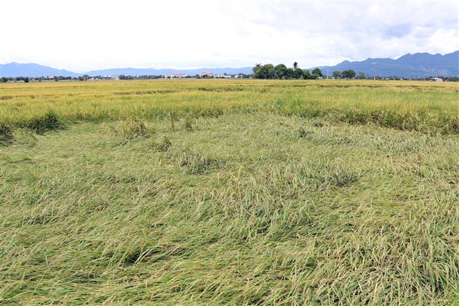 Ninh Thuận: Khuyến khích nông dân thu hoạch sớm lúa Hè Thu