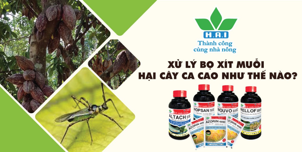 XỬ LÝ BỌ XÍT MUỖI HẠI CÂY CA CAO NHƯ THẾ NÀO?