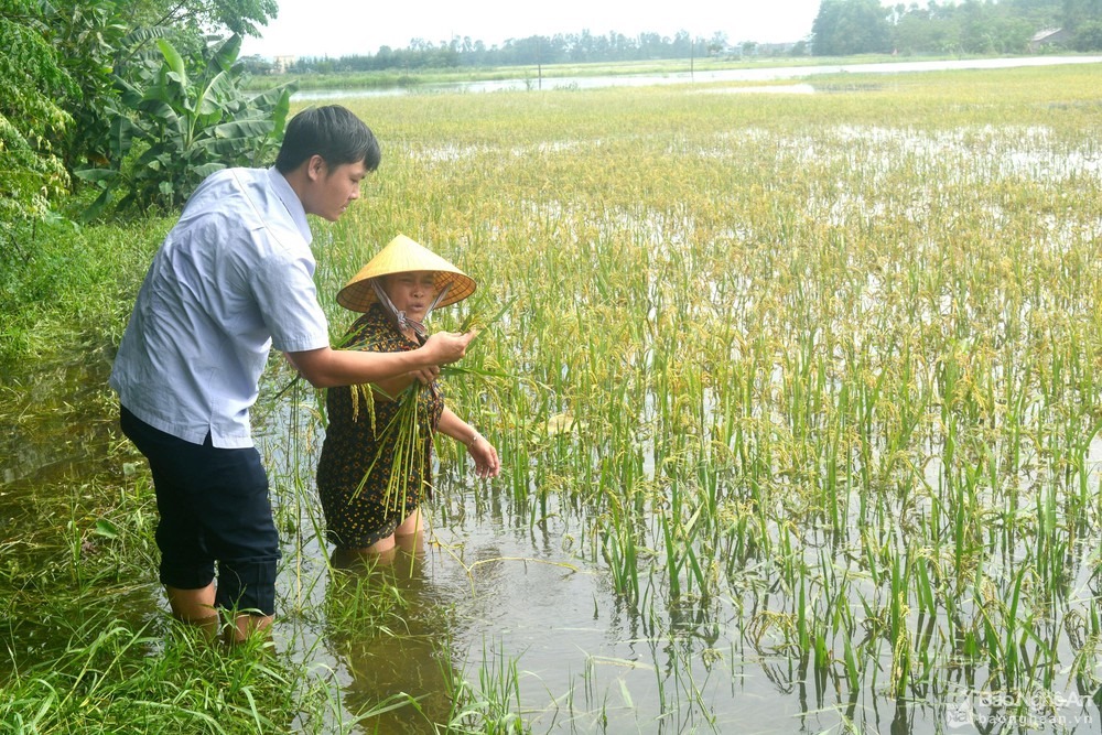 VÌ SAO GẦN 3.000 HA LÚA HÈ THU Ở NGHỆ AN MẤT TRẮNG