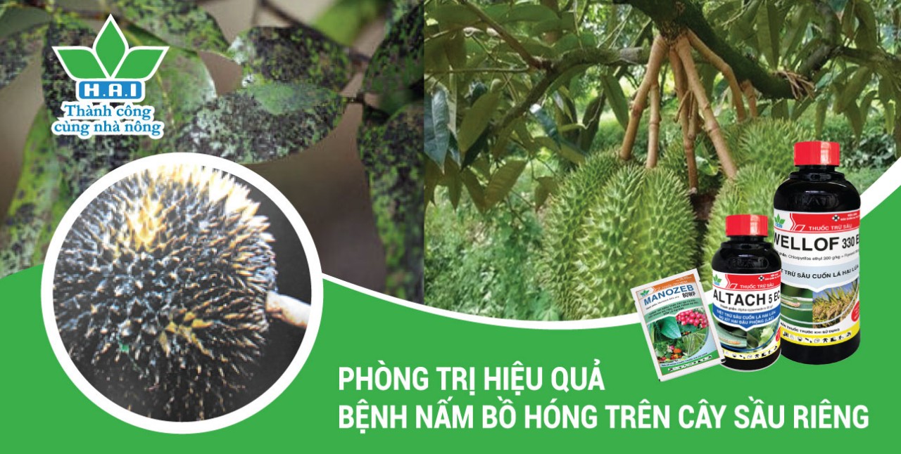 PHÒNG TRỊ HIỆU QUẢ BỆNH NẤM BỒ HÓNG TRÊN CÂY SẦU RIÊNG