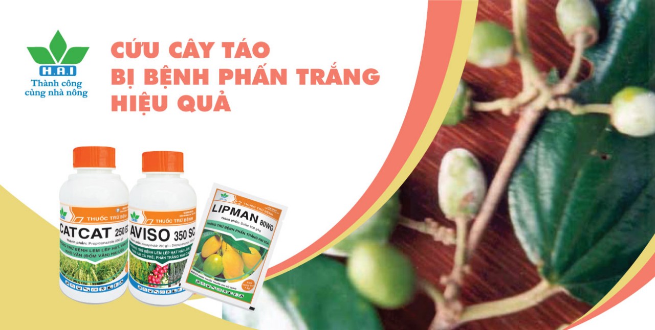 CỨU CÂY TÁO BỊ BỆNH PHẤN TRẮNG HIỆU QUẢ