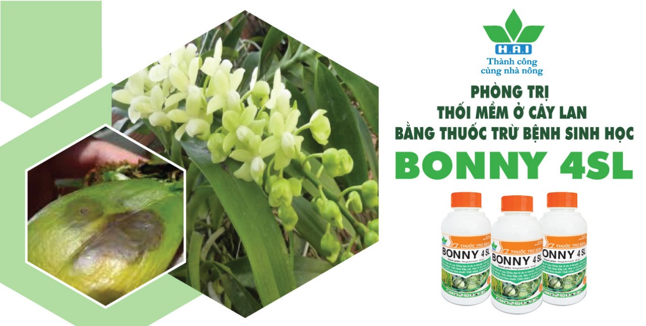 PHÒNG TRỊ THỐI MỀM Ở CÂY LAN BẰNG THUỐC TRỪ BỆNH SINH HỌC BONNY 4SL