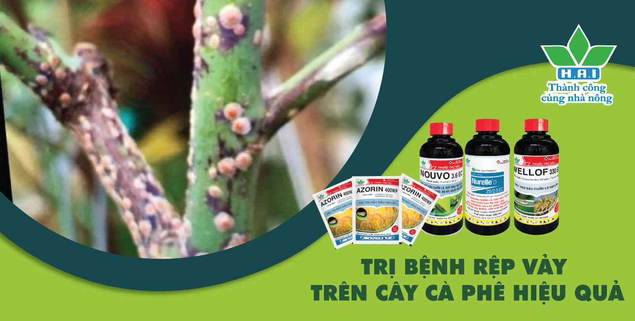 TRỊ BỆNH RỆP VẢY TRÊN CÂY CÀ PHÊ HIỆU QUẢ