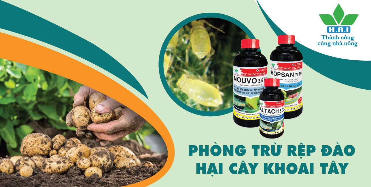 PHÒNG TRỪ RỆP ĐÀO HẠI CÂY KHOAI TÂY