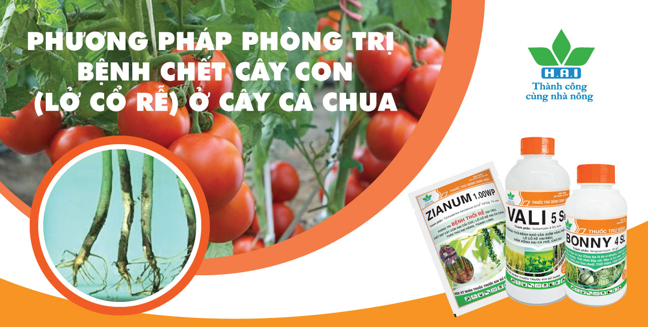 PHƯƠNG PHÁP PHÒNG TRỊ BỆNH CHẾT CÂY CON (LỞ CỔ RỄ) Ở CÂY CÀ CHUA