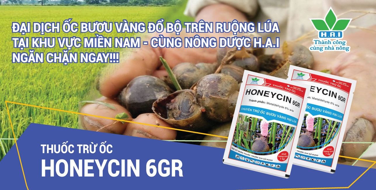 ĐẠI DỊCH ỐC BƯƠU VÀNG PHÁT TÁN TRÊN RUỘNG LÚA - CÙNG NÔNG DƯỢC H.A.I NGĂN CHẶN NGAY!!!